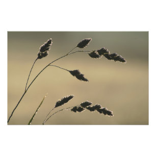 Nassgrasohr Fotodruck