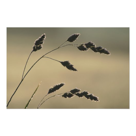 Nassgrasohr Fotodruck (Vorne)