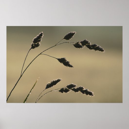 Nassgrasohr Poster (Vorne)