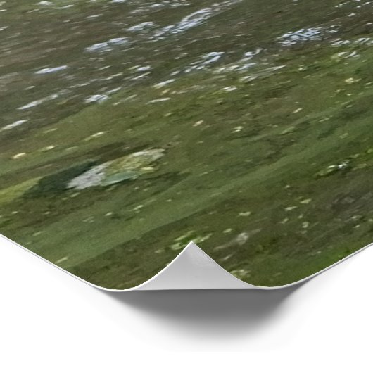 Nassgrizzlybär Poster (Ecke)