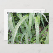 Nassgrüne Blätter Postkarte (Vorne/Hinten)