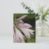 NassHosta-Blume Postkarte (Stehend Vorderseite)