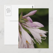 NassHosta-Blume Postkarte (Vorne/Hinten)