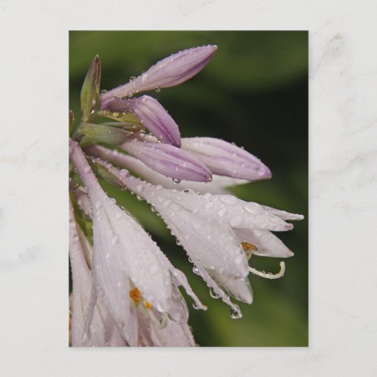 NassHosta-Blume Postkarte (Vorderseite)