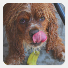 Nasshund mit Banane Quadratischer Aufkleber