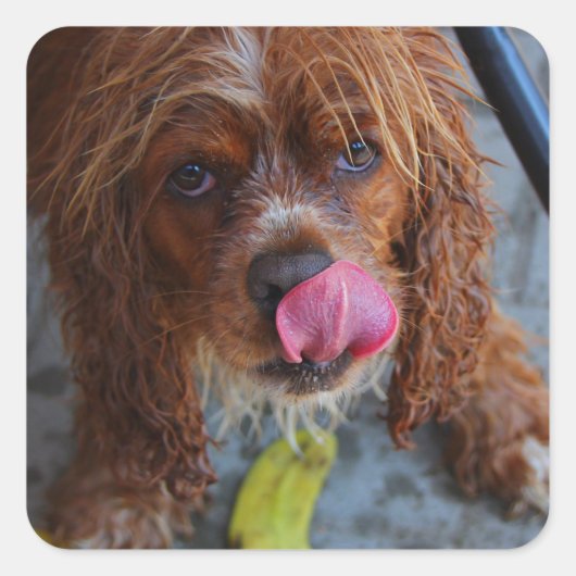 Nasshund mit Banane Quadratischer Aufkleber (Vorderseite)