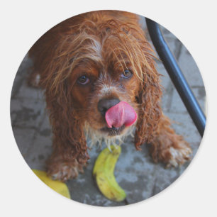 Nasshund mit Banane Runder Aufkleber