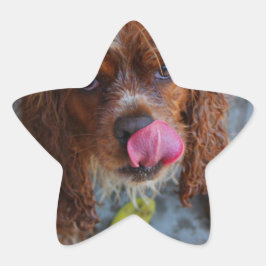 Nasshund mit Banane Stern-Aufkleber