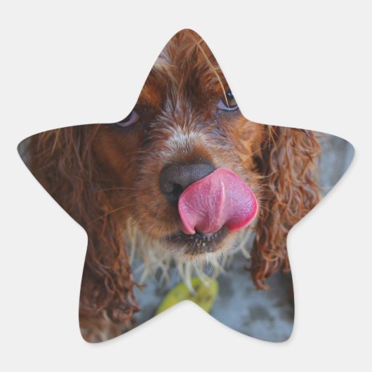 Nasshund mit Banane Stern-Aufkleber (Vorderseite)