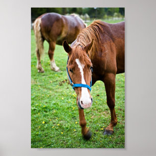 Nasskastanien Poster