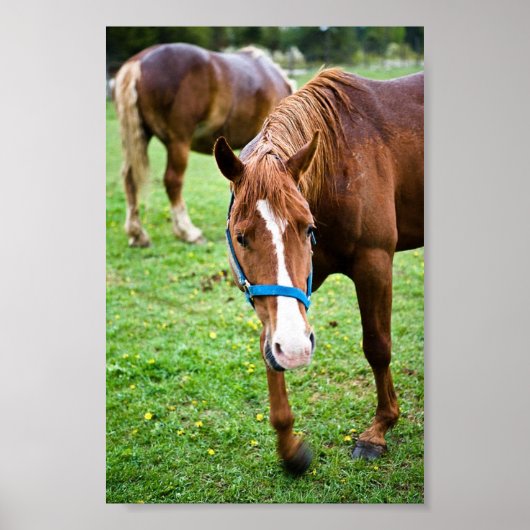 Nasskastanien Poster (Vorne)