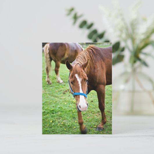 Nasskastanien Postkarte (Stehend Vorderseite)