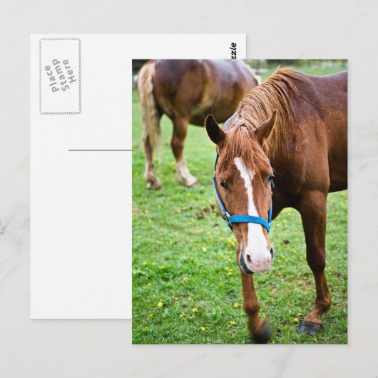 Nasskastanien Postkarte (Vorne/Hinten)