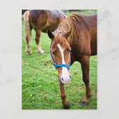 Nasskastanien Postkarte (Vorderseite)