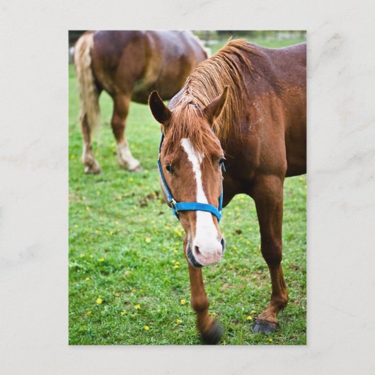 Nasskastanien Postkarte (Vorderseite)