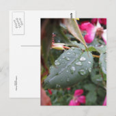 Nassleaf Postkarte (Vorne/Hinten)