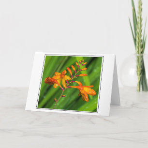 Nassorange Blume Grußkarte Karte