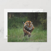 Nasssibirische Tiger-Charge Postkarte (Vorne/Hinten)