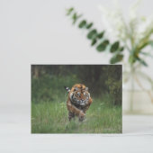 Nasssibirische Tiger-Charge Postkarte (Stehend Vorderseite)