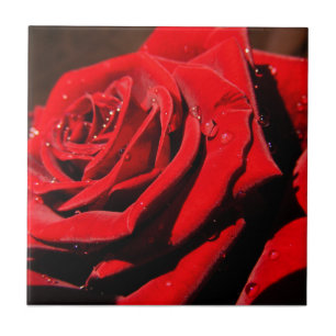 NassSingle Rote Rose Blume Tile Fliese