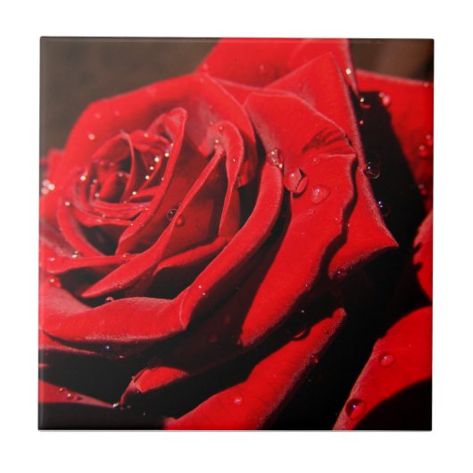 NassSingle Rote Rose Blume Tile Fliese (Vorderseite)