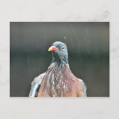 Nasstaube Postkarte (Vorderseite)