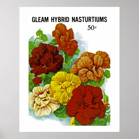 Nasturtien Poster (Vorne)