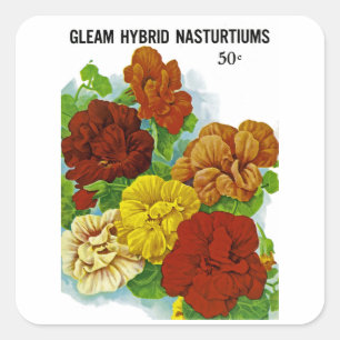 Nasturtien Quadratischer Aufkleber