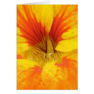 Nasturtium