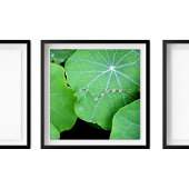 Nasturtium-Blätter Perlwassertropfen Fotografie Poster