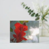 Nasturtium Blooms Postkarte (Stehend Vorderseite)