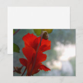 Nasturtium Blooms Postkarte (Vorne/Hinten)