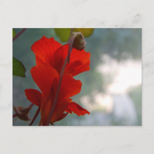 Nasturtium Blooms Postkarte (Vorderseite)