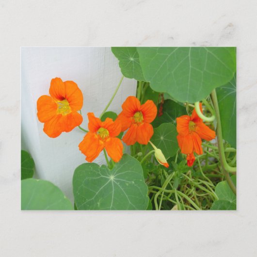 Nasturtium Blooms Postkarte (Vorderseite)