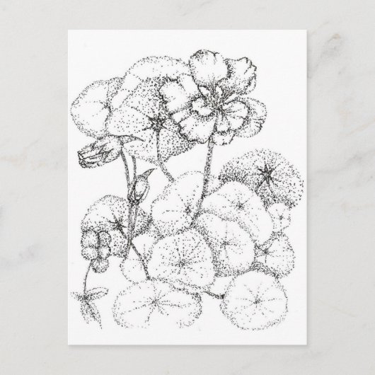Nasturtium Blume Pen and Ink Zeichnend Kunst Postkarte (Vorderseite)