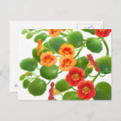 Nasturtium-Blume Postkarte (Vorne/Hinten)