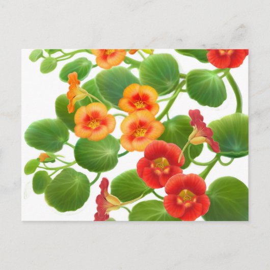 Nasturtium-Blume Postkarte (Vorderseite)