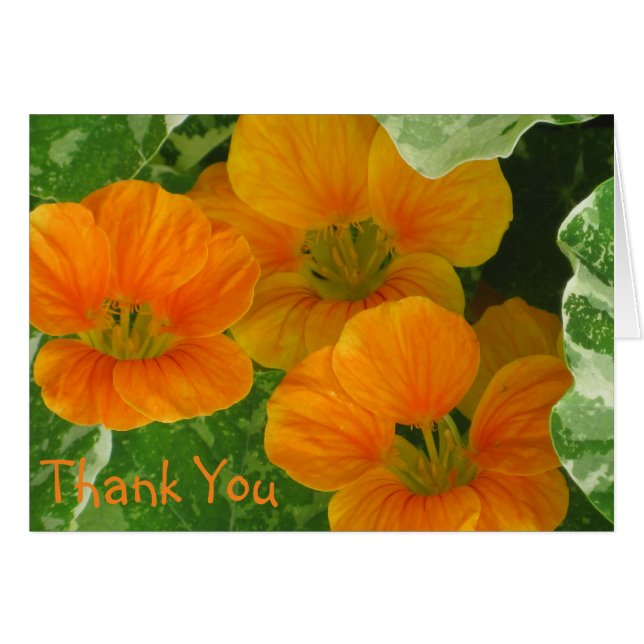 Nasturtium Dankeschön Karte (Vorderseite (Horizontal))