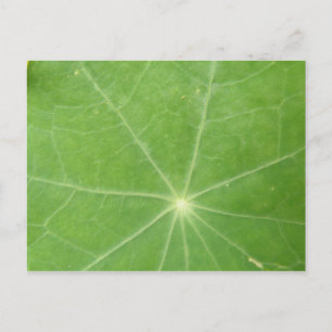 Nasturtium Leaf Postkarte
