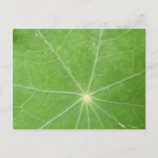 Nasturtium Leaf Postkarte (Vorderseite)