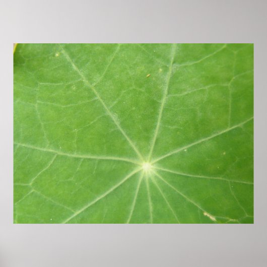 Nasturtium Leaf Print Poster (Vorne)
