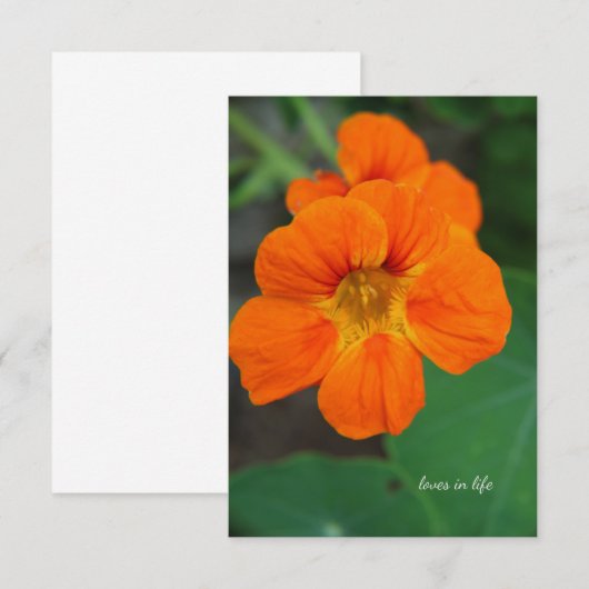 Nasturtium Mitteilungskarte (Vorne/Hinten)