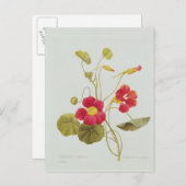 Nasturtium Postkarte (Vorne/Hinten)
