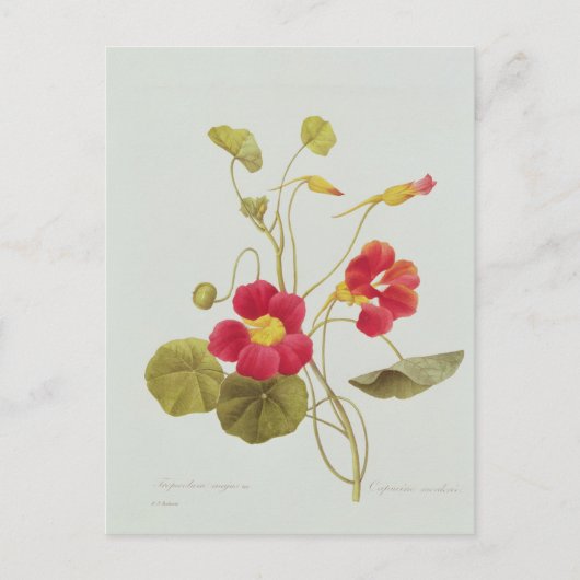 Nasturtium Postkarte (Vorderseite)