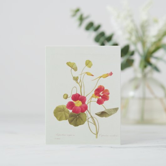 Nasturtium Postkarte (Stehend Vorderseite)