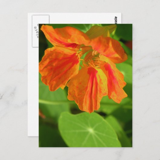 Nasturtium Postkarte (Vorne/Hinten)