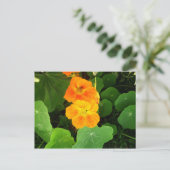Nasturtium Postkarte (Stehend Vorderseite)
