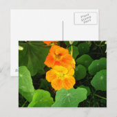 Nasturtium Postkarte (Vorne/Hinten)