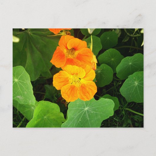 Nasturtium Postkarte (Vorderseite)