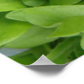 Nasturtium Seedlings Print Poster (Ecke)